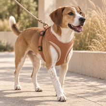 Dog wearing the Contour Comfort harness on an outdoor walk