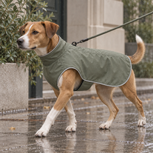 Dog wearing the RainShell coat while walking on a wet pavement